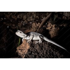 Pogona vitticeps - Dragón Barbudo zero hypo